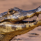 Yacare caiman in the Pantanal, Brazil.