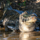 Yacare caiman in the Pantanal, Brazil.