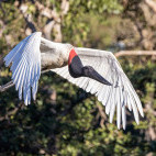 Jabiru stork in the Pantanal, Brazil.