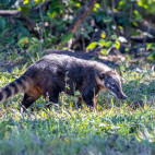South American coati in the Pantanal, Brazil.