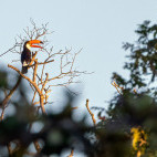 Toco toucan in the Pantanal, Brazil.