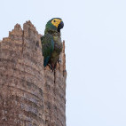 Red-bellied macaw in the Pantanal, Brazil.