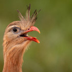 Red-legged seriema in the Pantanal, Brazil.