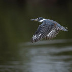 Ringed kingfisher in the Pantanal, Brazil.