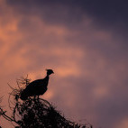 Southern screamer in the Pantanal, Brazil.