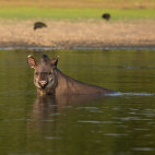 Tapir in the Pantanal, Brazil.