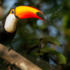 Toco toucan in the Pantanal, Brazil.
