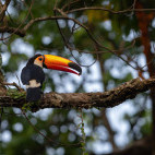 Toco toucan in the Pantanal, Brazil.