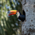 Toco toucan in the Pantanal, Brazil.