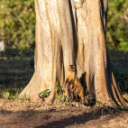 Azara's capuchin in the Pantanal, Brazil.