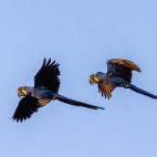 Hyacinth macaw in the Pantanal, Brazil.