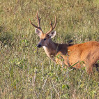 Marsh deer in the Pantanal, Brazil.