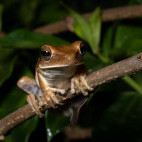 Tree frog in the Pantanal, Brazil.