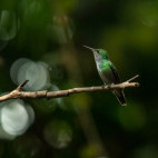 Versicoloured emerald hummingbird in the Pantanal, Brazil.