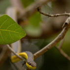 Vine snake in the Pantanal, Brazil.