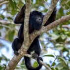 Howler monkey in the Pantanal, Brazil.