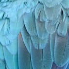 Blue macaw feathers in the Pantanal, Brazil.