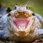 Yacare caiman in the Pantanal, Brazil.