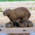 Capybara family in the Pantanal, Brazil.