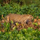 Jaguar in the Pantanal, Brazil.