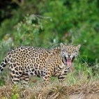 Jaguar in the Pantanal, Brazil.