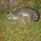 Ocelot in the Pantanal, Brazil.