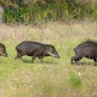 Peccaries in the Pantanal, Brazil.