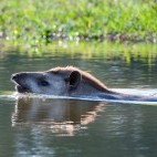 Brazilian tapir in the Pantanal, Brazil.