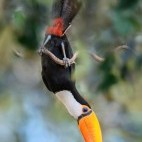 Toco toucan in the Pantanal, Brazil.