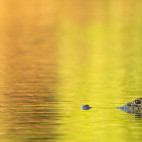 Yacare caiman in the Pantanal, Brazil.