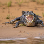 Yacare caiman in the Pantanal, Brazil.