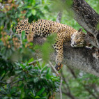 Jaguar in Brazil.