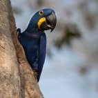 Hyacinth macaw in the Pantanal, Brazil.