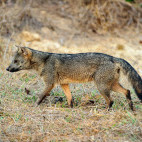 Crab-eating fox in Brazil.