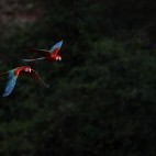 Red-and-green macaws in Brazil.