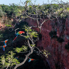 Red-and-green macaws in Brazil.