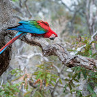 Red-and-green macaw in Brazil.