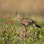 Red-legged seriema in Brazil