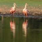 Roseate spoonbills in Brazil.