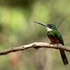 Rufous-tailed jacamar in Brazil.