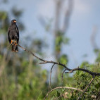 Snail kite in Brazil.