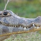 Caiman in Brazil.
