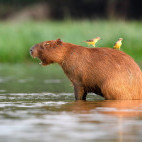 Capybara in Brazil.
