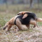 Tamandua in the Pantanal, Brazil.