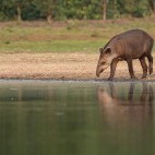 Brazillian tapir in Brazil.