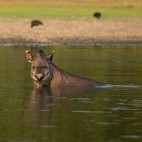 Tapir in Brazil.