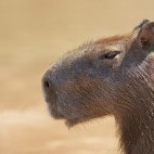 Capybara in the Pantanal, Brazil.