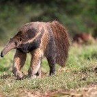 Giant anteater in the Pantanal, Brazil.