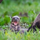 Giant river otter in the Pantanal, Brazil.