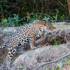 Jaguar in the Pantanal, Brazil.
